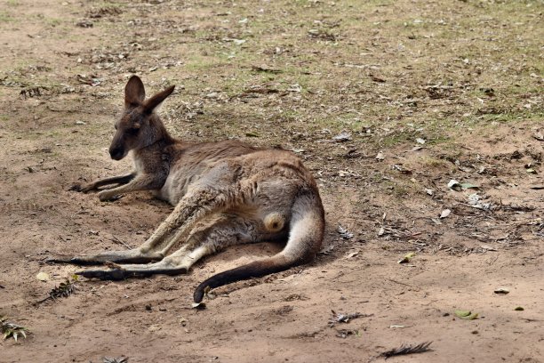 wallaroo