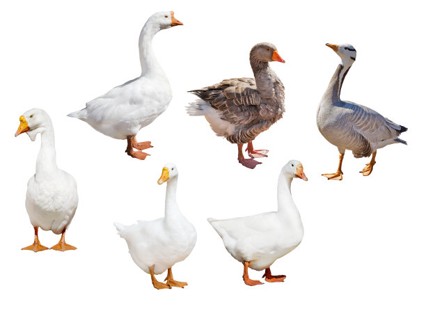 goose