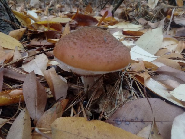 田野里的蘑菇