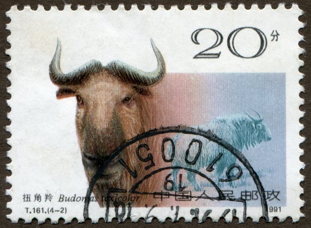 中华羚牛