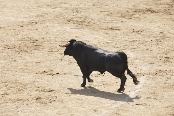 toro