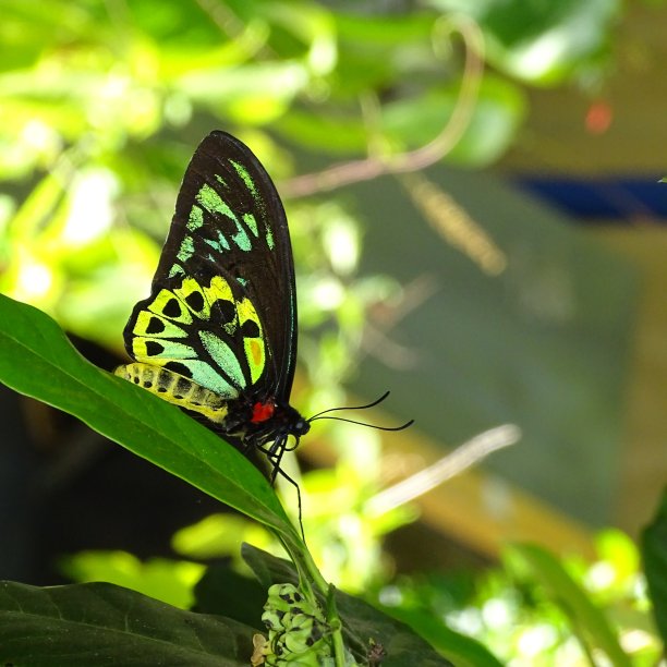 ornithoptera