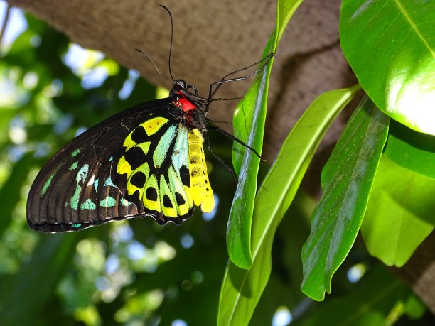 ornithoptera