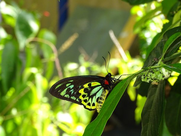 ornithoptera