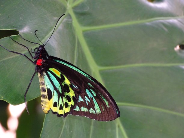 ornithoptera