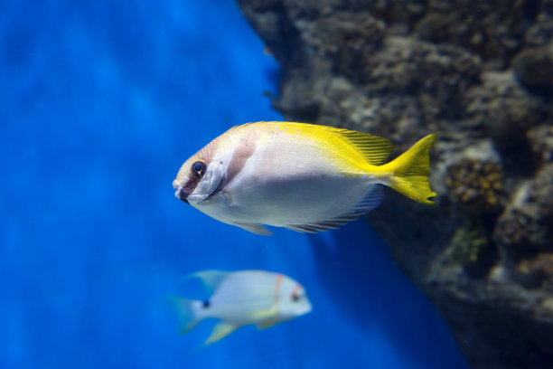 rabbitfish