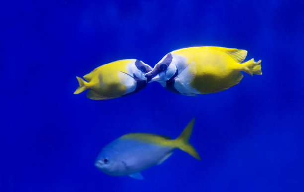 rabbitfish