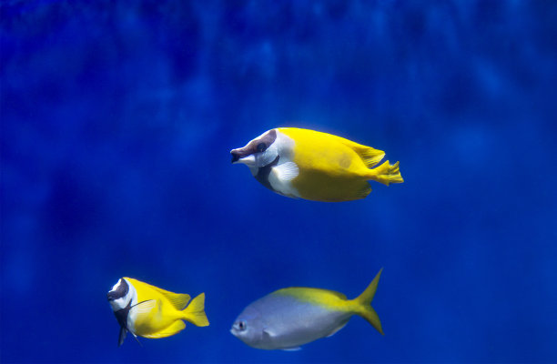 rabbitfish