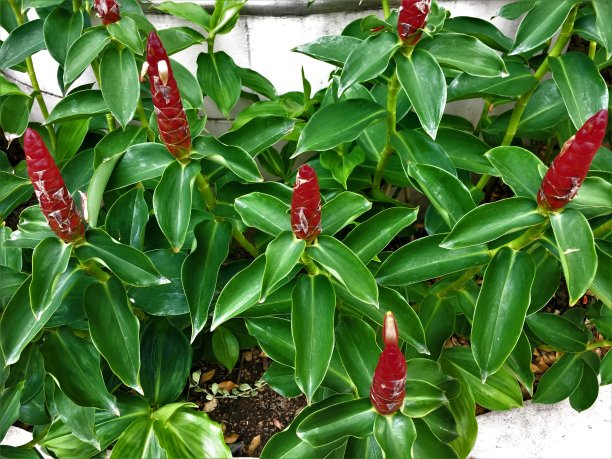 costus