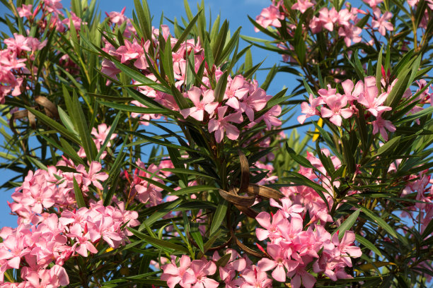 oleander