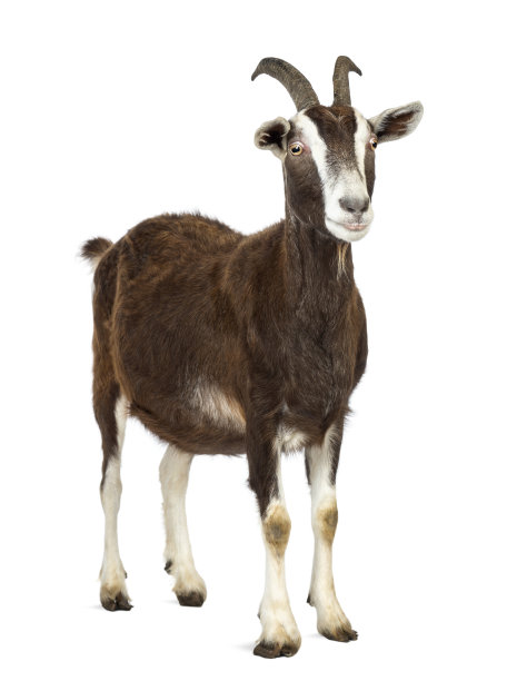 goat
