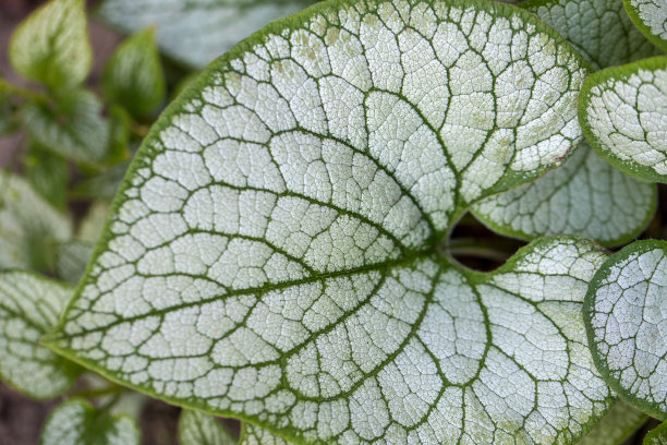 brunnera