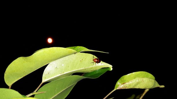 entomology