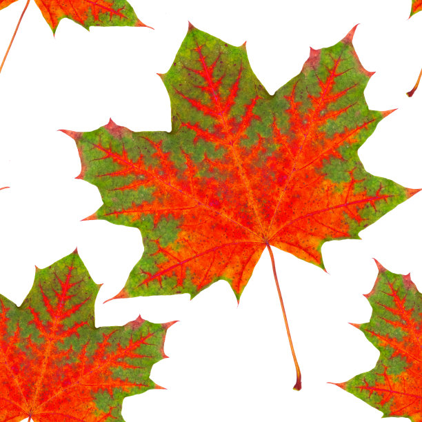 多彩秋季枫叶无缝图案