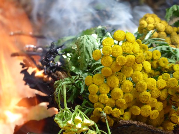 tanacetum
