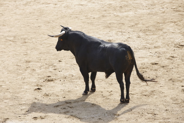toro