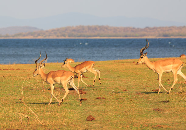 antelope