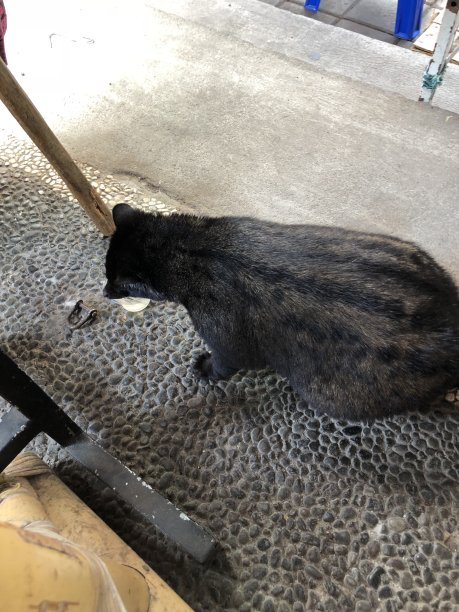 civet