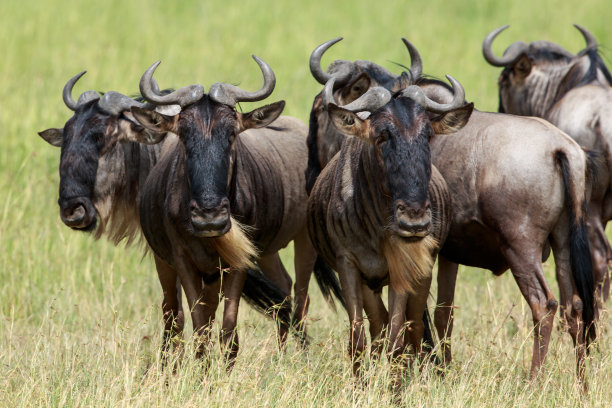 wildebeest
