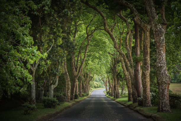 avenue