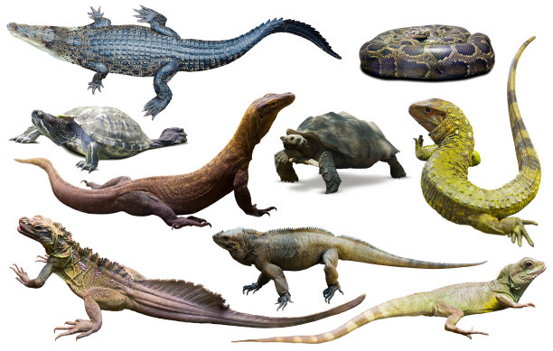 reptilia