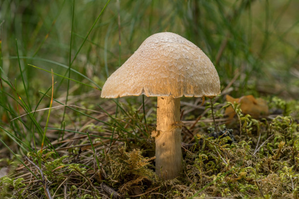 cortinarius