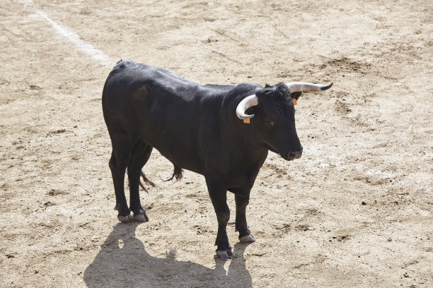 toro