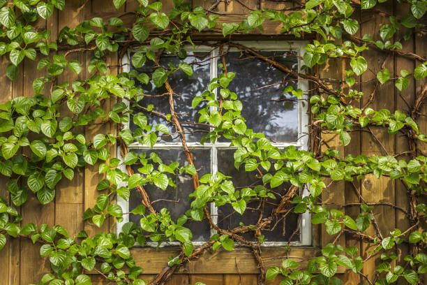 vitis