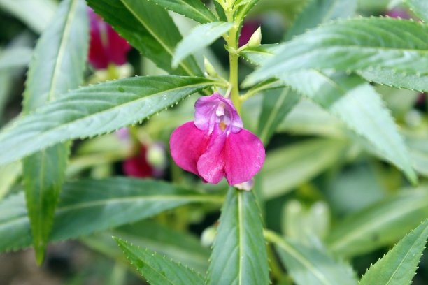impatiens