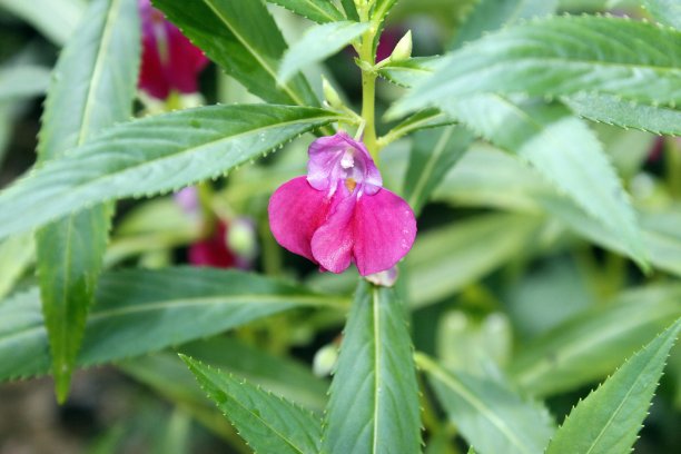 impatiens