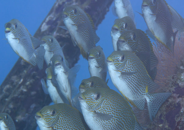rabbitfish