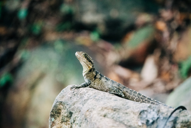 physignathus