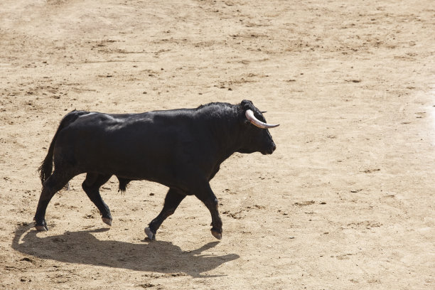 toro