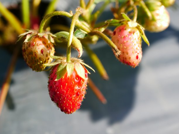 农田里的草莓