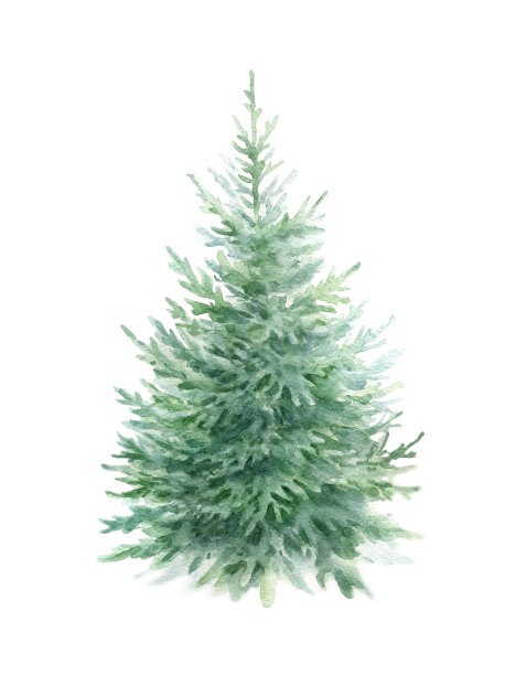 spruce