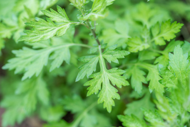 mugwort