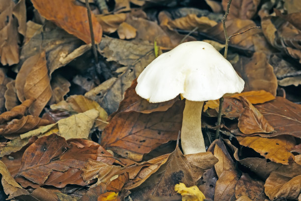 cortinarius