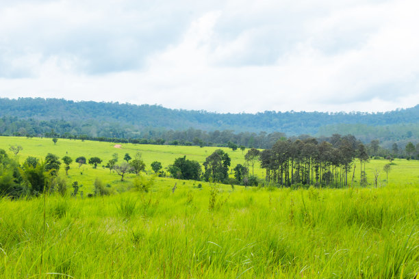 savanna