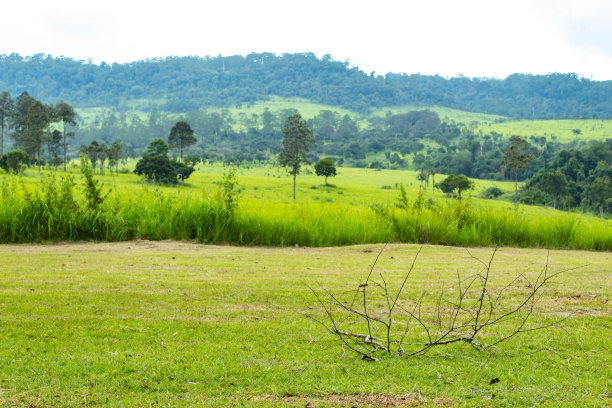 savanna