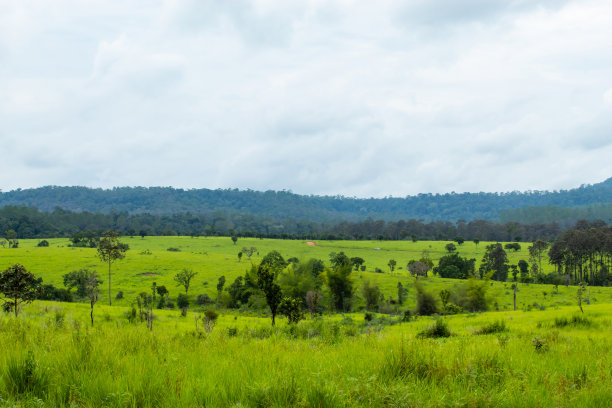 savanna