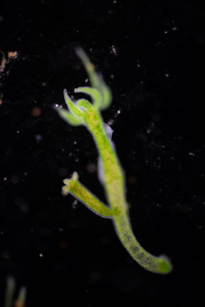 cnidaria