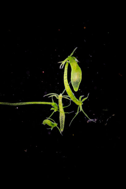 cnidaria