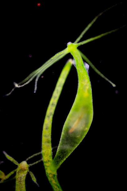 cnidaria