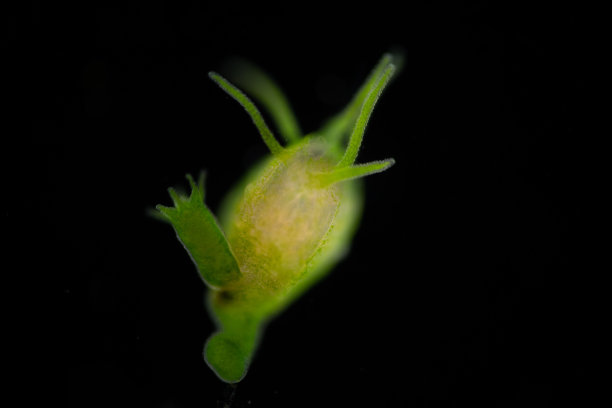 cnidaria
