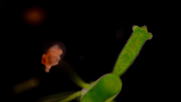 cnidaria