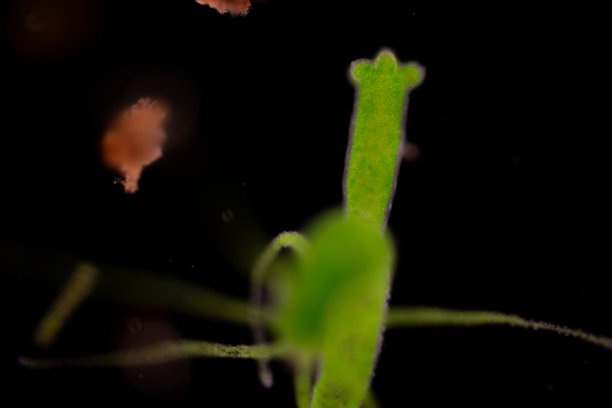cnidaria