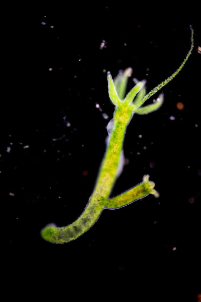 cnidaria