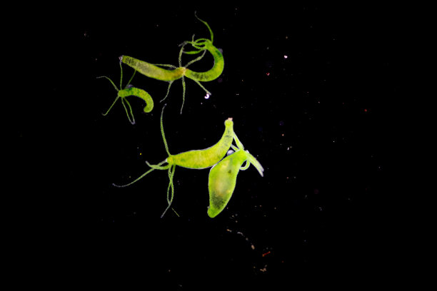 cnidaria