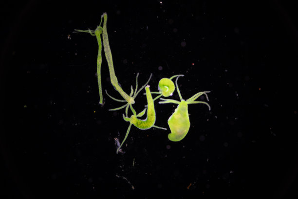 cnidaria