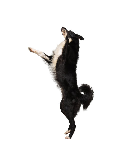 leaping